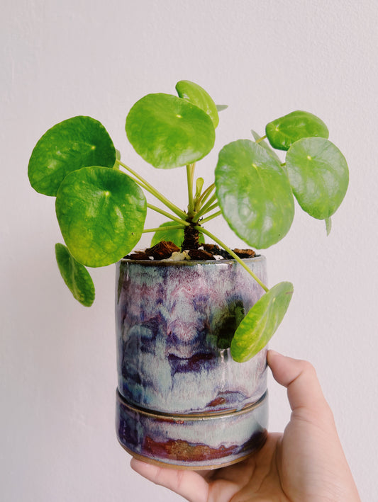 Shakey Graves- Self watering planter